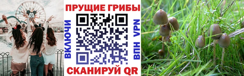 хочу наркоту  Вельск  Псилоцибиновые грибы MAGIC MUSHROOMS 